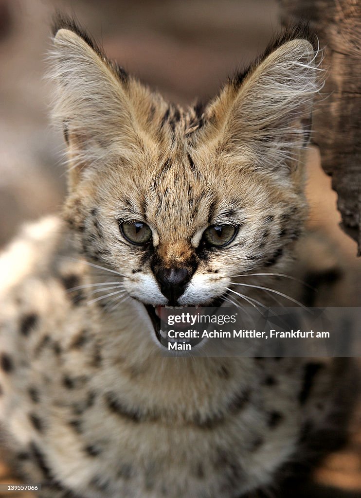 Leptailurus serval