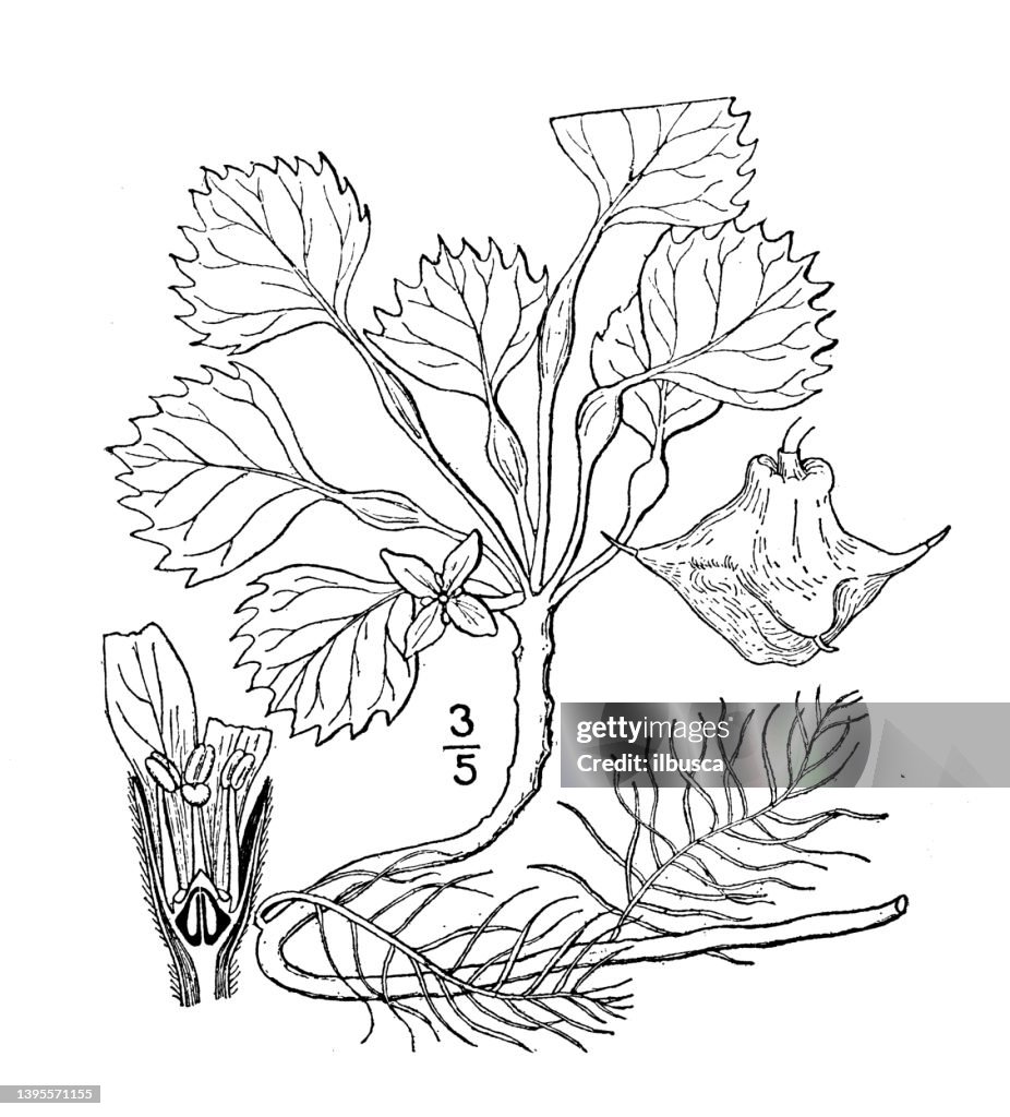 Antique botany plant illustration: Trapa natans, Swimming Water nut