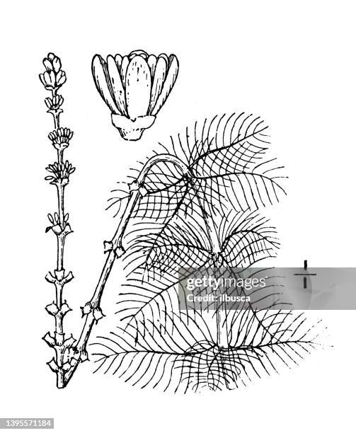 antike botanische pflanzenillustration: myriophyllum spicatum, spiked wasser milfoil - spiked stock-grafiken, -clipart, -cartoons und -symbole