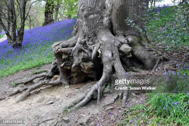 tree roots - bluebell woods imagens e fotografias de stock