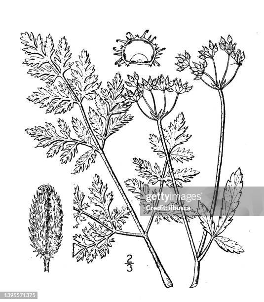 antique botany plant illustration: caucalis anthriscus, erect hedge-parsley - chervil stock illustrations