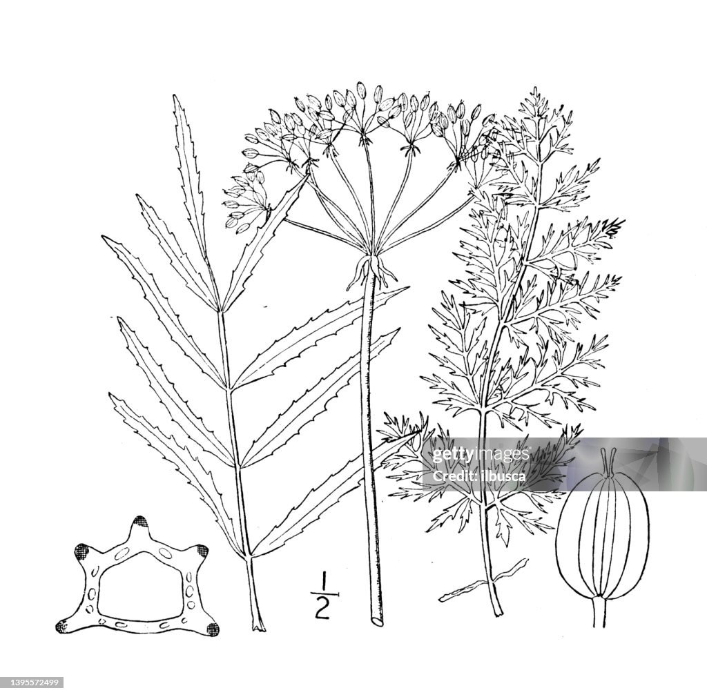 Antique botany plant illustration: Sium cicutaefolium, Hemlock water parsnip