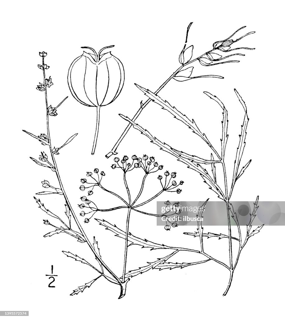 Antique botany plant illustration: Cicuta bulbifera, Bulb bearing water hemlock