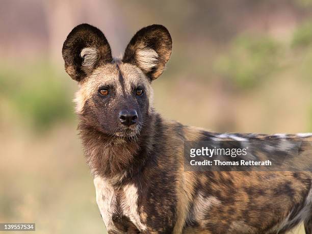 hunter - african wild dog stock pictures, royalty-free photos & images