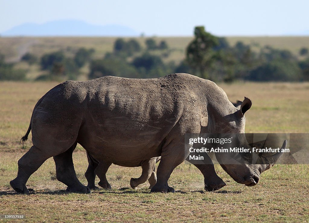 White rhinoceros mother with baby behind her