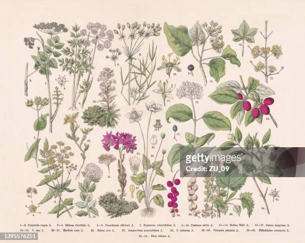 ilustraciones, imágenes clip art, dibujos animados e iconos de stock de plantas con flores (apiaceae, crassulaceae, rosids), grabado en madera coloreado a mano, publicado en 1887 - hinojo