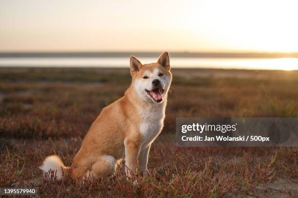 shiba inu red dog sitting outdoors during sunset,odesa,odessa oblast,ukraine - shiba inu fotografías e imágenes de stock