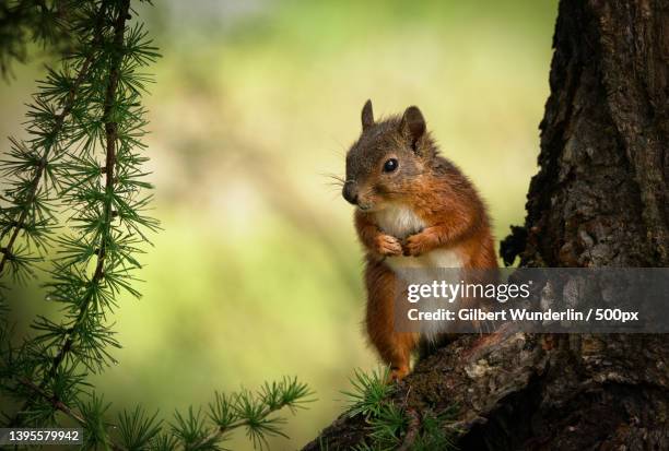 close-up of american red squirrel on tree trunk - american red squirrel stock pictures, royalty-free photos & images