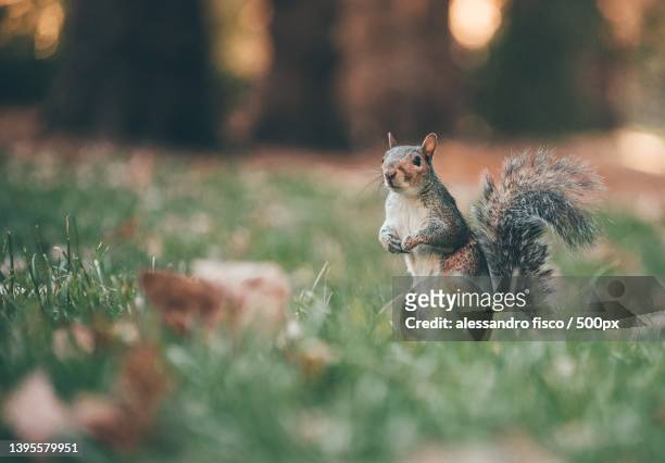 close-up of gray squirrel on field,greater london,united kingdom,uk - greater london stock-fotos und bilder