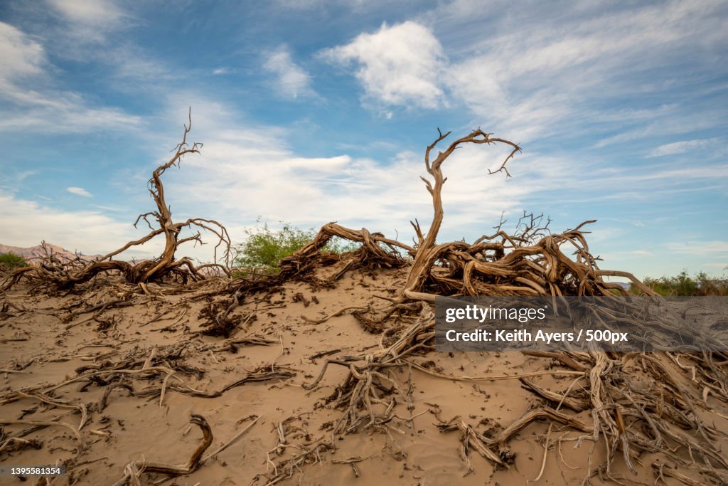 Low angle view of bare tree on sand against sky,Mesquite Flat Sand Dunes,United States,USA