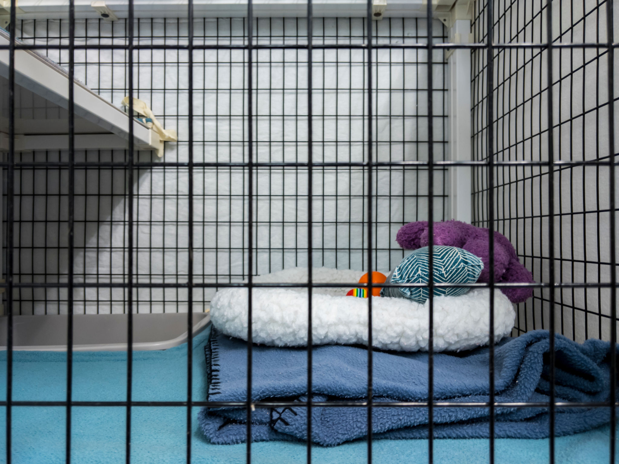 modern pet boarding