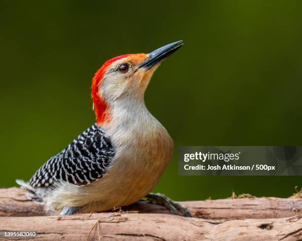 close-up of woodpecker perching on wood,marietta,ohio,united states,usa - woodpecker stock pictures, royalty-free photos & images