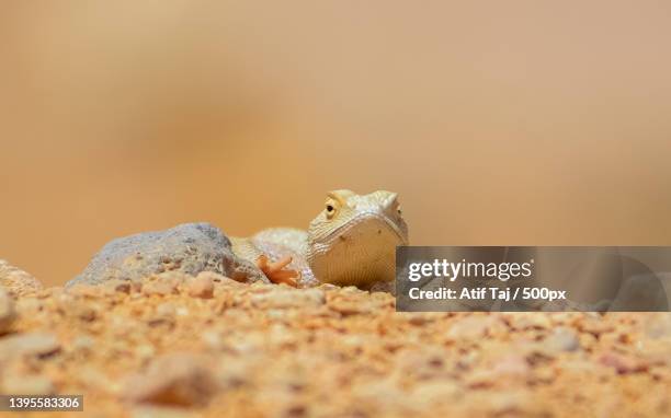 close-up of agama on rock - siedleragame stock-fotos und bilder