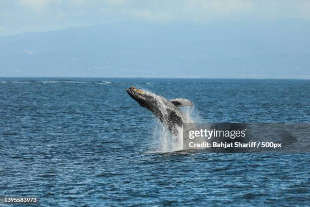 whale breaching the surface at monterey bay,california,monterey bay,united states,usa - whale jumping stock pictures, royalty-free photos & images