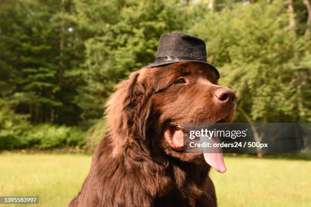 chocolate brown newfoundland wearing a top hat - newfoundlandshund bildbanksfoton och bilder