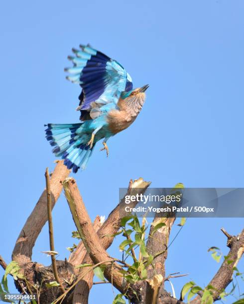 low angle view of kookaburra perching on branch against clear blue sky,ahmedabad,gujarat,india - kookaburra stock pictures, royalty-free photos & images