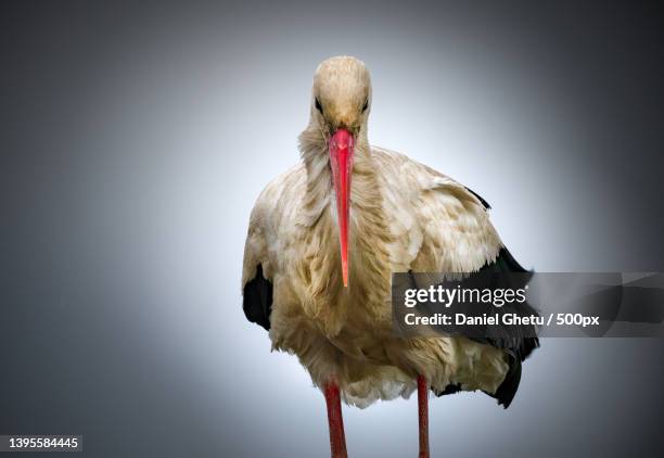 close-up of stork perching on gray background - cegonha imagens e fotografias de stock