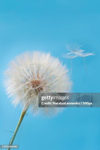 dandelion with drops close-up macro photo on a blue background - dandelion isolated stock pictures, royalty-free photos & images