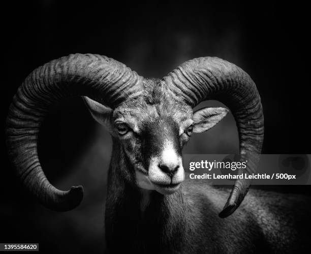 close-up portrait of goat - widder stock-fotos und bilder