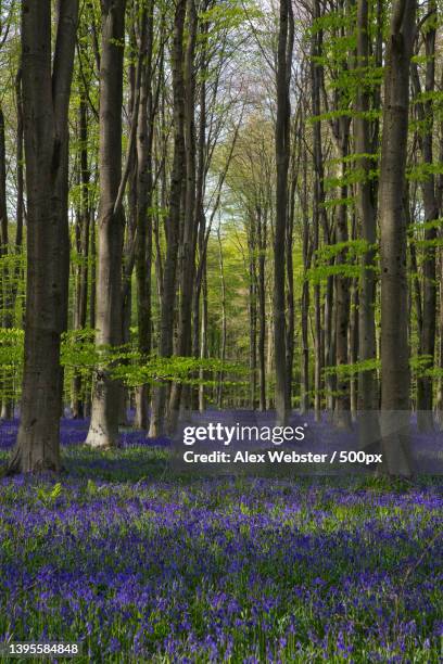 view of flowering plants in forest,micheldever wood,winchester,united kingdom,uk - bluebell wood bildbanksfoton och bilder