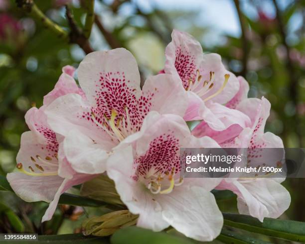 close-up of pink cherry blossoms,westonbirt,united kingdom,uk - westonbirt stock pictures, royalty-free photos & images