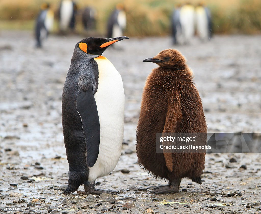 King penguin