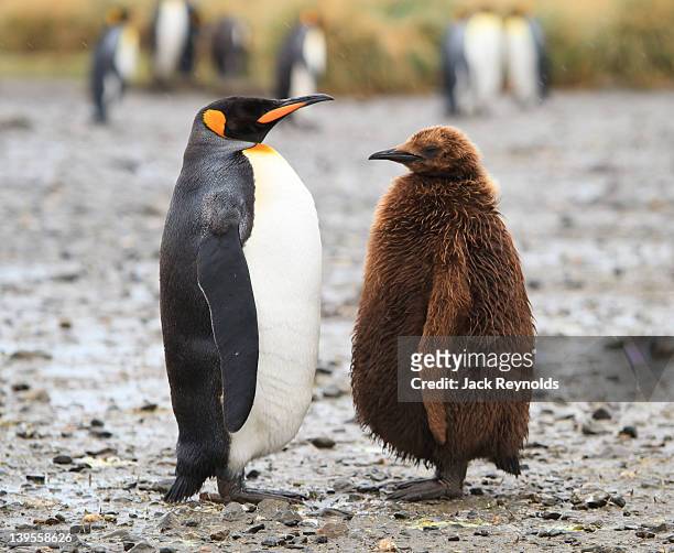king penguin - royal penguin bildbanksfoton och bilder