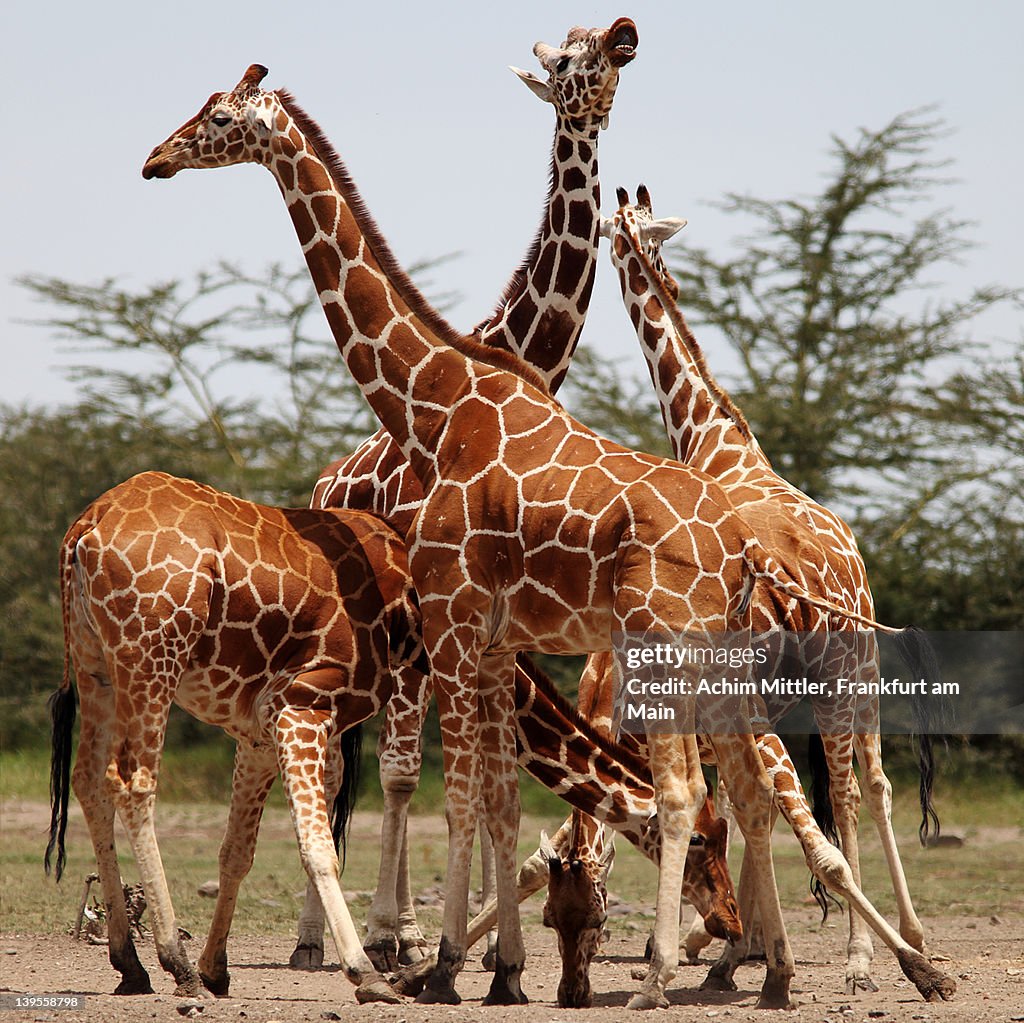 Group of reticulated giraffes