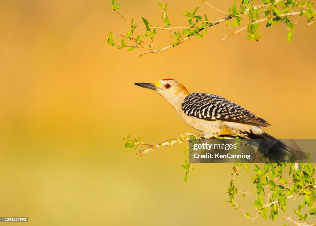 Golden-fronted Woodpecker