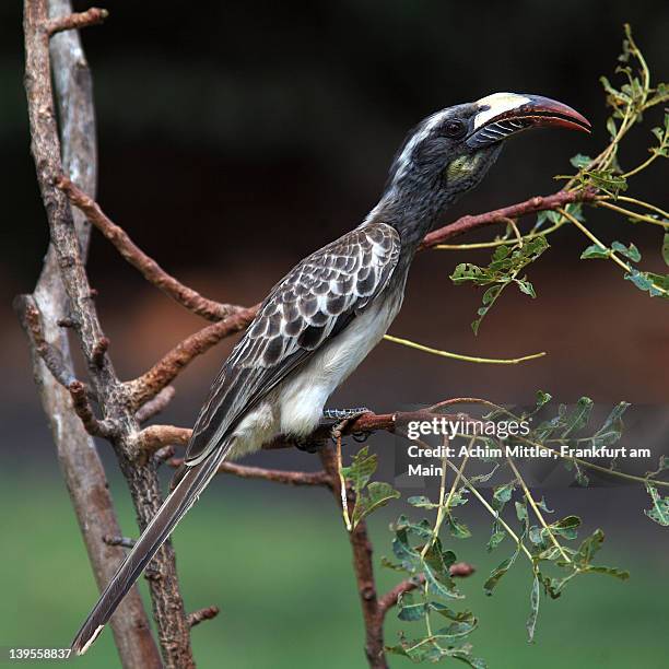 african grey hornbill on a branch - african grey hornbill stock pictures, royalty-free photos & images
