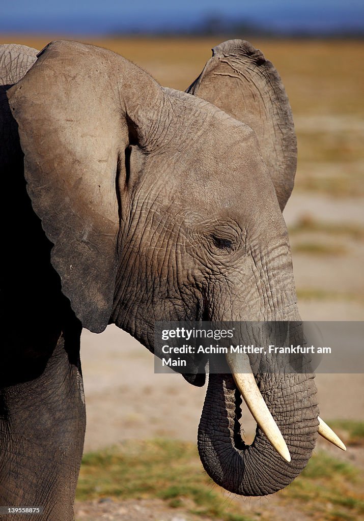 Portrait of young African elephant