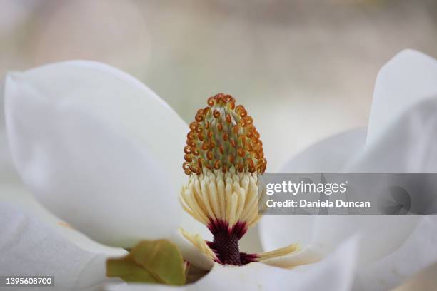 southern magnolia - stamper stockfoto's en -beelden