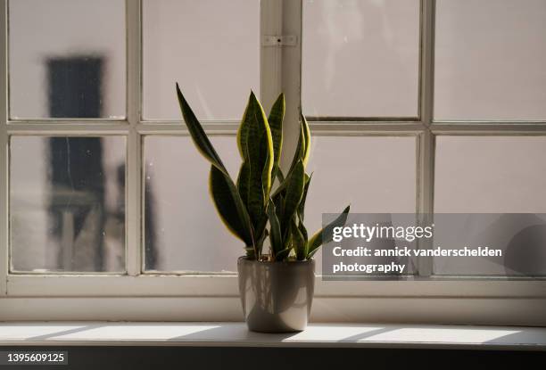 mother in laws tongue - sansevieria stock pictures, royalty-free photos & images