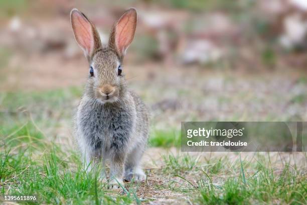 conejo de cola de algodón salvaje - rabbit fotografías e imágenes de stock