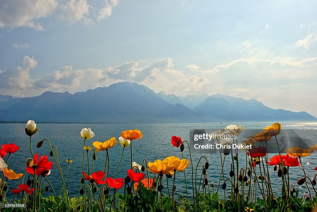 Lake Leman and flower in foreground