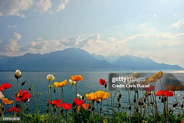 lake leman and flower in foreground - lake geneva switzerland stock pictures, royalty-free photos & images