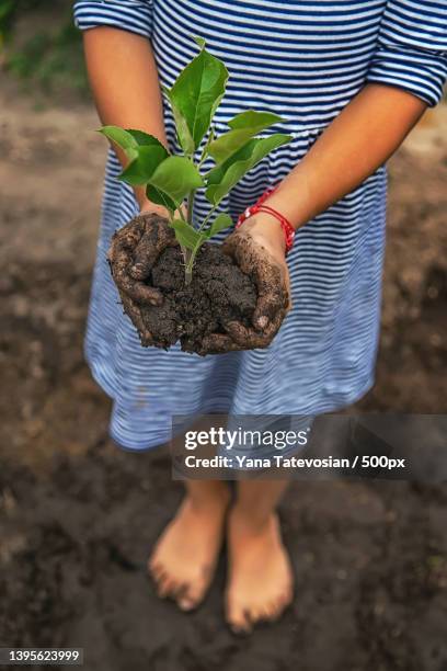 the child is planting a plant in the garden selective focus - germoglio foto e immagini stock