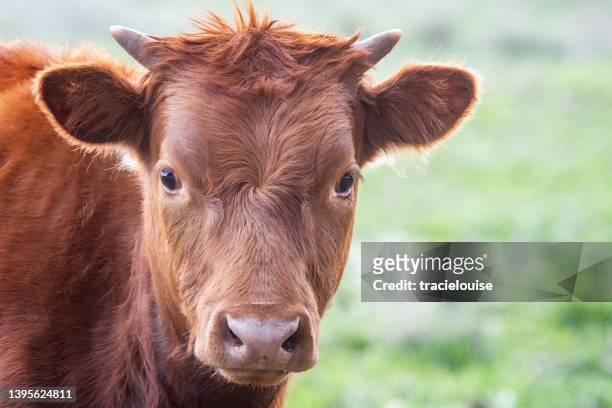 red cow grazing - female animal stock pictures, royalty-free photos & images