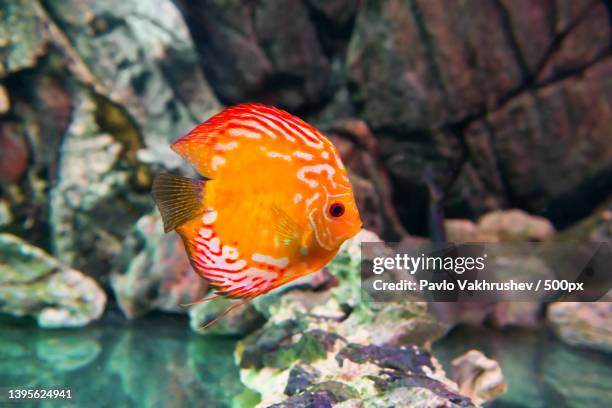 close-up of cichlid swimming in aquarium - symphysodon stock pictures, royalty-free photos & images