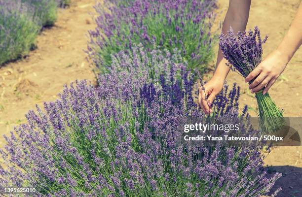 girl in a flowering field of lavender selective focus - lavandin stock pictures, royalty-free photos & images