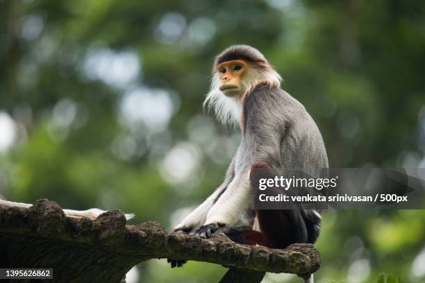 low angle view of langur sitting on tree,singapore - hanuman singapore stock pictures, royalty-free photos & images