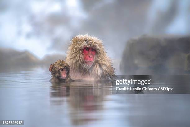 mother and child,close-up of japanese macaque swimming in hot spring,japan - japanese macaque stock pictures, royalty-free photos & images