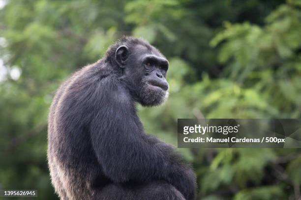 close-up of monkey looking away against trees,guerrero,mexico - common chimpanzee stock pictures, royalty-free photos & images