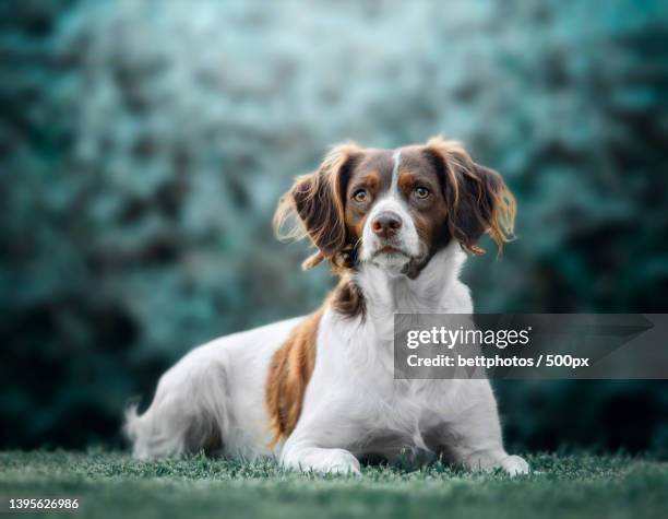 breton spaniel dog lying in the grass - brittany spaniel stock pictures, royalty-free photos & images