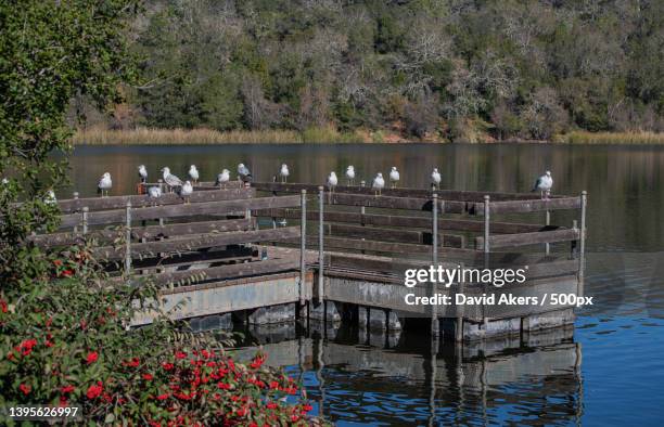 birds on the dock,scenic view of lake against sky,santa rosa,california,united states,usa - santa rosa california stock pictures, royalty-free photos & images