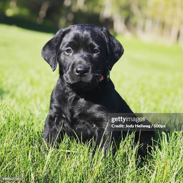 black labrador puppy,portrait of black labrador retriever sitting on grassy field,lakeville,minnesota,united states,usa - lakeville minnesota stock pictures, royalty-free photos & images