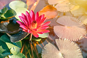 most beautiful Asian Thai Lotus in pond with morning sunshine