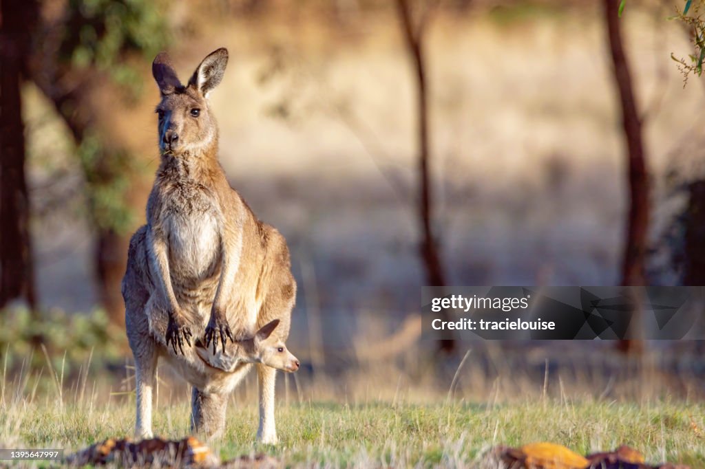 Eastern Grey Kangaroo
