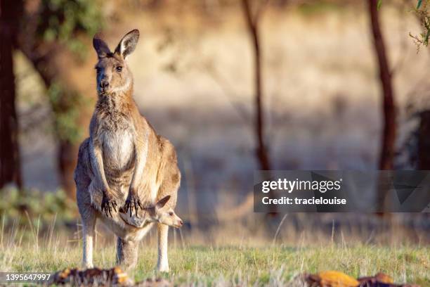 eastern grey kangaroo - cria de canguru imagens e fotografias de stock