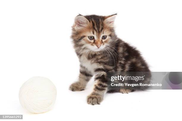 kitten and ball of thread on white background - yarn art stock-fotos und bilder